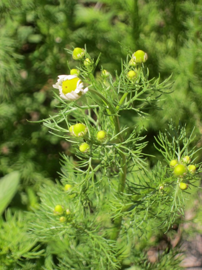 Chamomile