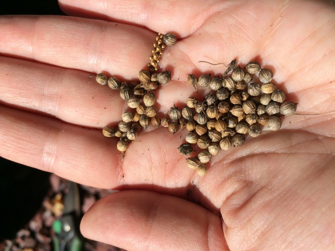 Coriander seeds straight from the garden!