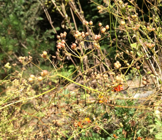 Coriander-seeds