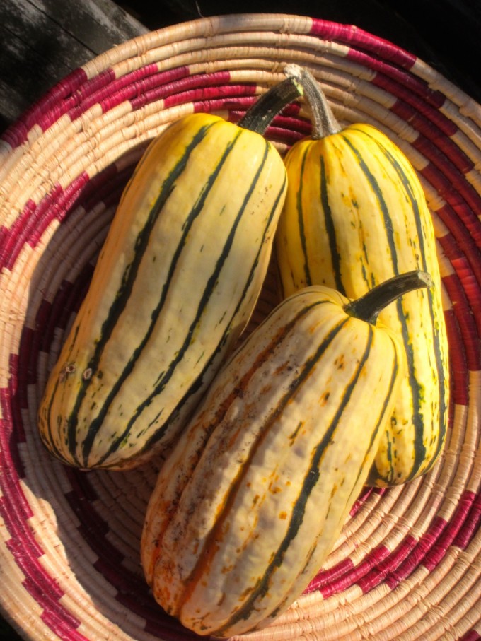 Delicata Squash_Closeup