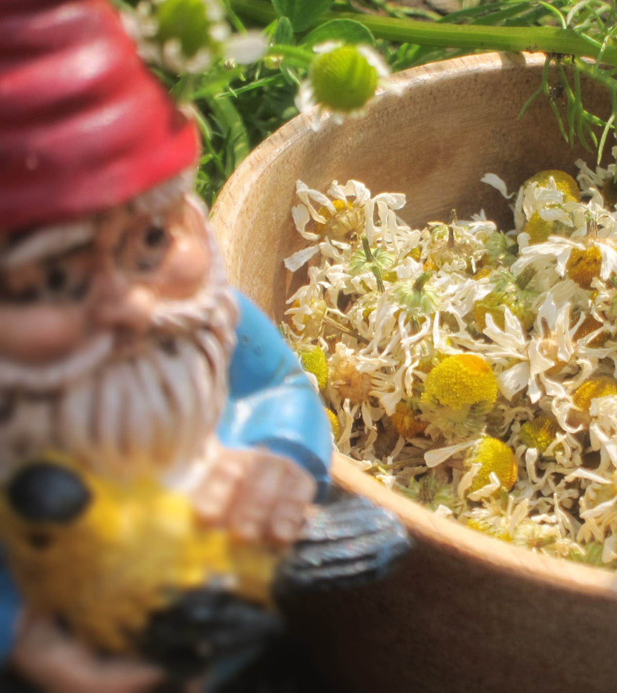 Drying herbs in your car Chamomile in bowl