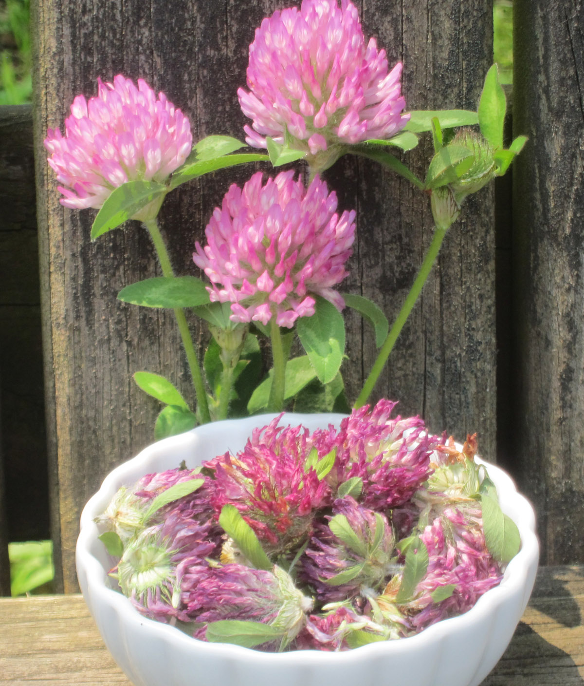 Drying herbs in your car red clover