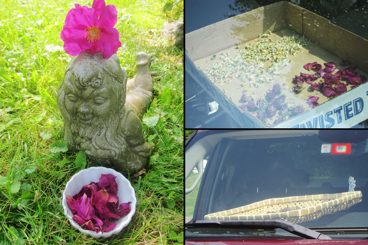 Drying herbs in your car roses collage