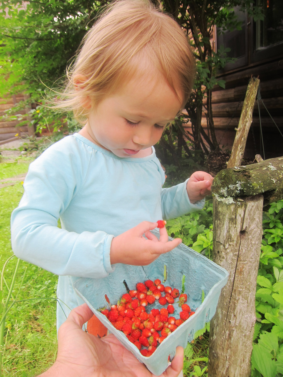 Alba Eating wild strawberries